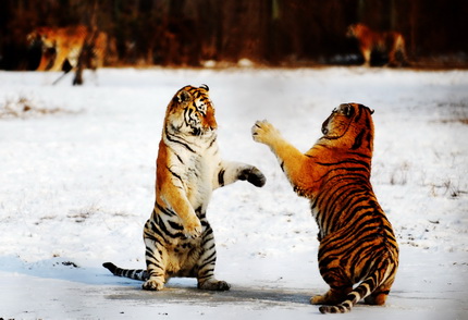 Over 30 Siberian tiger cubs born from end of February at Heilongjiang  breeding center (6) - People's Daily Online