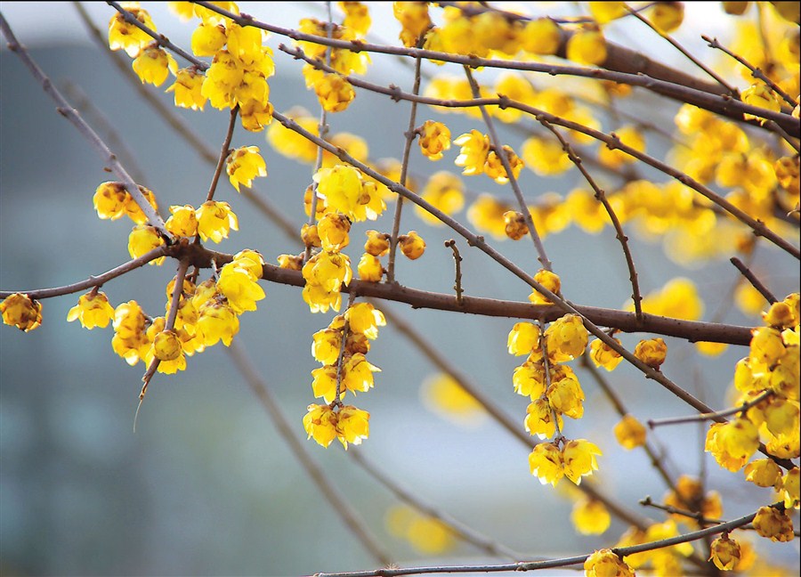 Park Perks Up With Pretty Plum Blossoms Shanghai Daily.