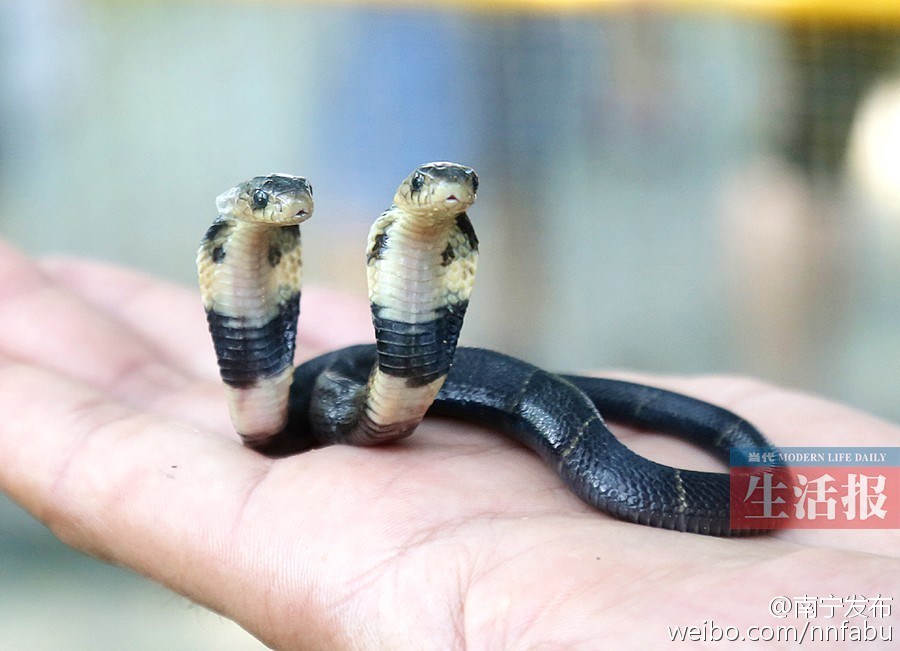 Two-headed cobra finds home in zoo, but needs specialist