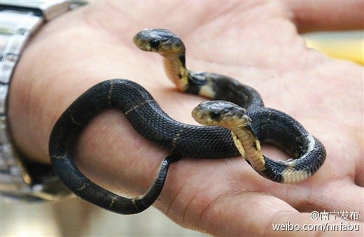 Two-headed cobra finds home in zoo, but needs specialist