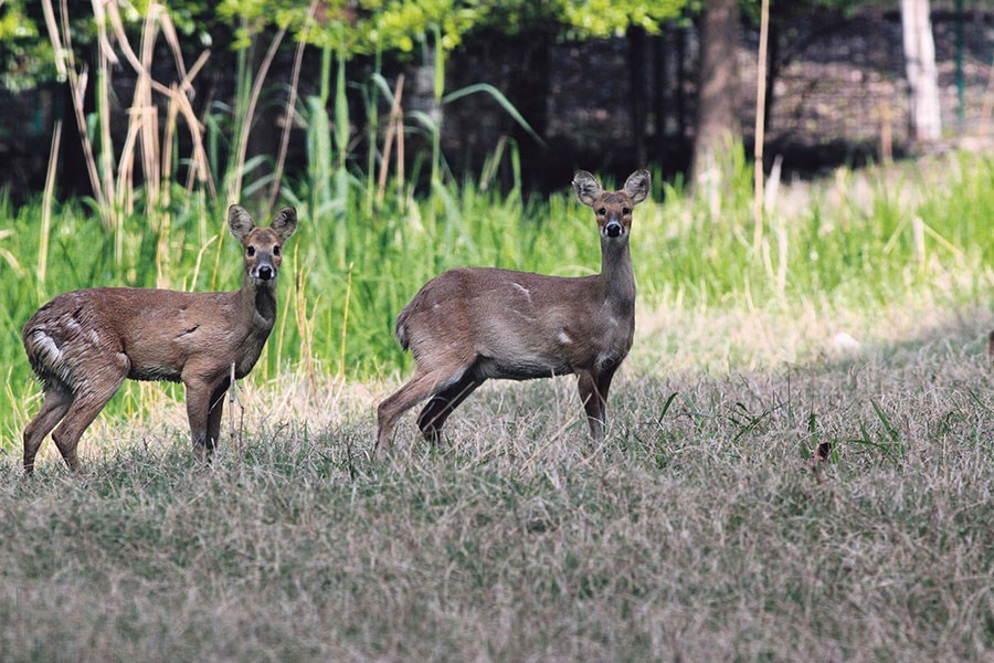 native deer