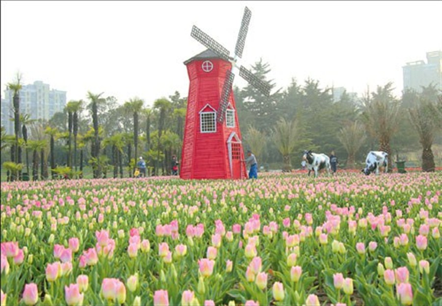 Tiptoe Through The 2m Tulips Shanghai Daily