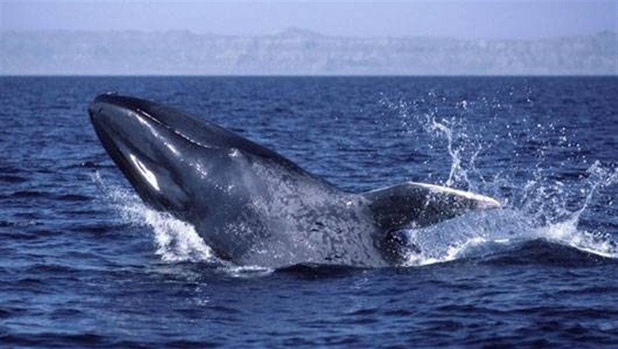 antarctic blue whales