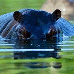 Drug lord's pet hippos roam Colombian village