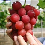 Raisin' cash: Japan grapes fetch US$10,900 at auction