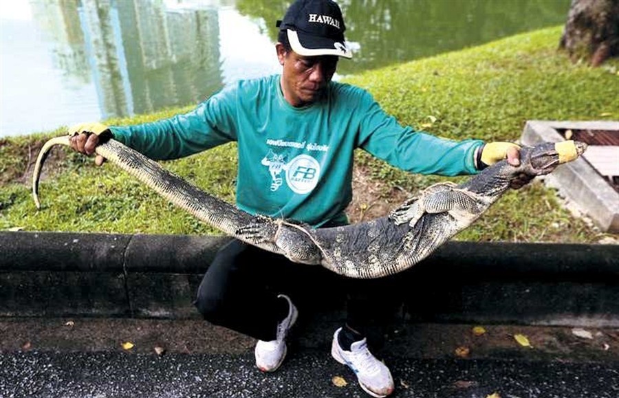 Bangkok rids park of giant monitor lizards