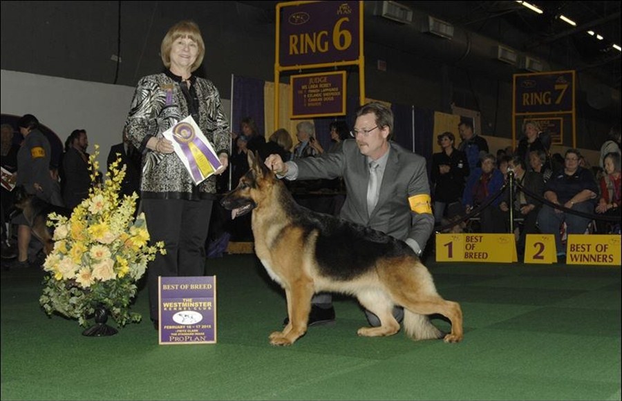 westminster dog show german shepherd