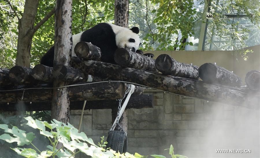 Special treat to cool off animals at Beijing Zoo | Shanghai Daily