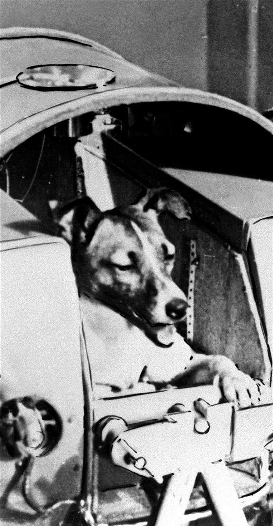 Forgive us Laika: the first animal in orbit | Shanghai Daily