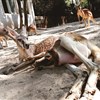 Look how they’ve grown! Zoo’s baby keepers tell their tales